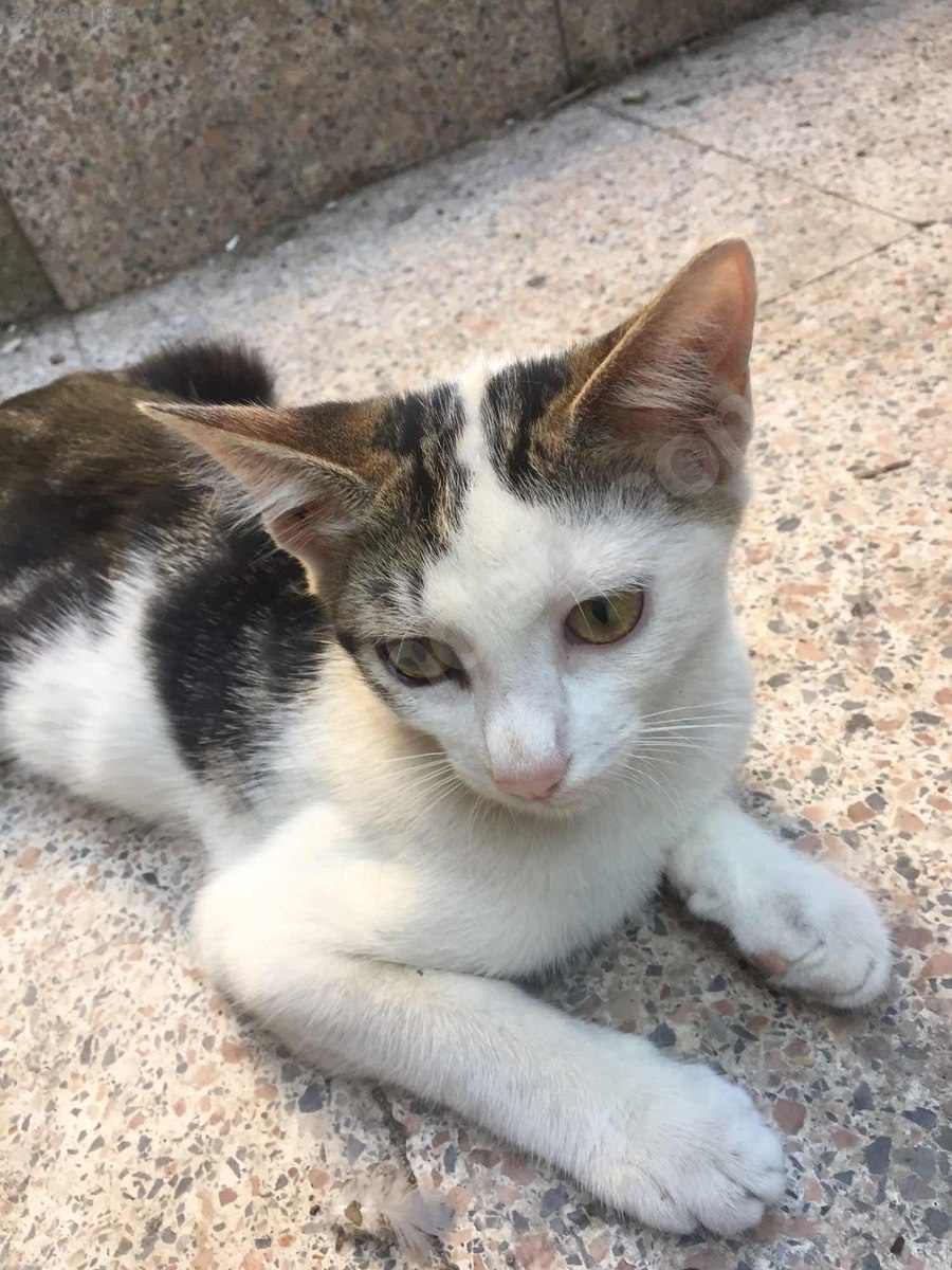 Kedi / Melez / Ladyasil bir dişi 944686830