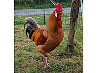 Istanbul Ureticiden Satilik Horoz Cinsleri Ve Fiyatlari Sahibinden Com Da Istanbul Ureticiden Satilik Horoz Cinsleri Ve Fiyatlari Sahibinden Com Da