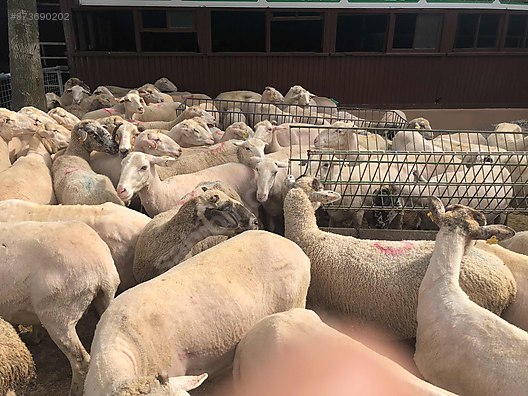Koyun Kurbanlik Adaklik Koc Koyun Keci Ucretsiz Kesim Parcalama Sahibinden Comda 873690202
