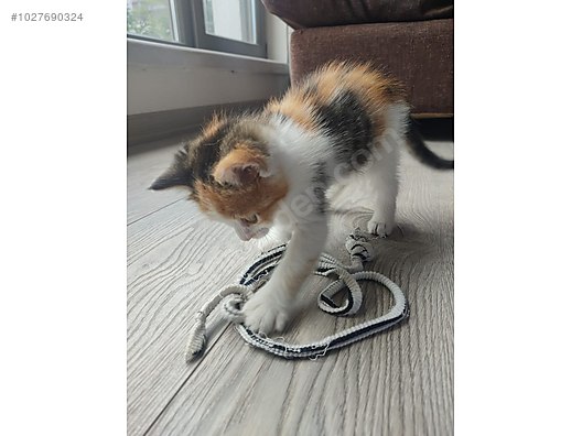 Kedi / Ankara / **Ballı Lokma Tatlısı Bebeğimiz Ömürlük Yuvasını Arıyor