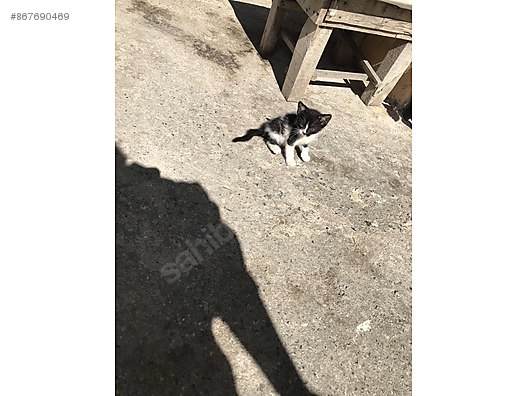 Kedi Diger Irklar Urla Yavru Kediler Sahibinden Comda 867690469