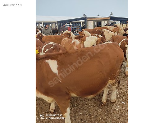 boga kars hayvan pazari veya koylerden kaliteli buyukbas sahibinden comda 985691116 boga kars hayvan pazari veya koylerden kaliteli buyukbas sahibinden comda 985691116