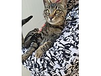 tuysuz kedi fiyatlari sahibinden