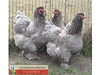 Eyupsultan Satilik Kuluckalik Yumurta Cinsleri Ve Fiyatlari Sahibinden Com Da