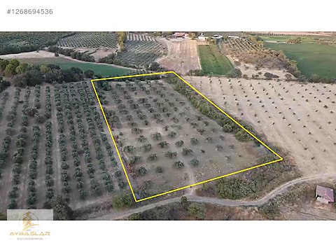 Aybaşlardan satılık zeytinlik