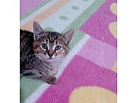 Dünya Tatlısı Yavrulara Yuva Arıyoruz #1283695739