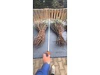 3 YAŞINDA | LAVANTA FİDESİ | İNTERMEDİA CİNSİ