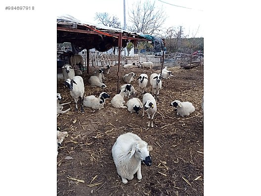 koyun satilik sakiz kuzulu koyun surusu sahibinden comda 984697918