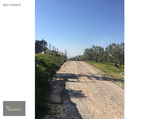 velestin emlak tan bekirler de 187 donum toplu sekilde zeytinlik satilik arsa ilanlari sahibinden com da 921698905 velestin emlak tan bekirler de 187 donum toplu sekilde zeytinlik satilik arsa ilanlari sahibinden com da 921698905