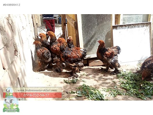 Tavuk Gold Brahma Yumurta Civciv Istanbul Sus Tavuklari Sahibinden Comda 948699412