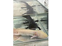 Axalotl Dişi Erkek Çift / Enes Akvaryum #1283700141