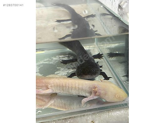 Hayvanlar Alemi / Sürüngenler / Semender