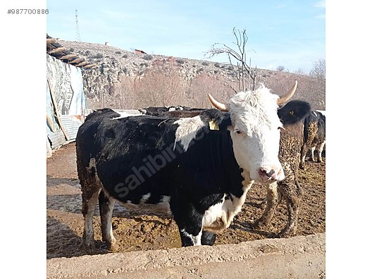 nzven hy1zlvqm