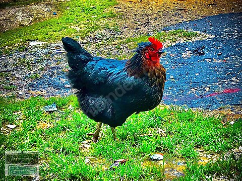 Tavuk Ataks Yumurta Tavugu Asilari Tam Ucretsiz Teslimat Kapida Odeme Sahibinden Comda 957701165 Tavuk Ataks Yumurta Tavugu Asilari Tam Ucretsiz Teslimat Kapida Odeme Sahibinden Comda 957701165