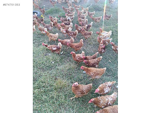 tavuk satilik kahverengi yumurta tavugu sahibinden comda 974701353