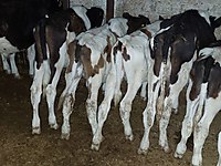 Sahibinden Satilik Boga Cinsleri Ve Fiyatlari Sahibinden Com Da