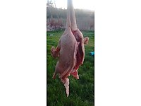 kaz eti kaz eti kaz eti