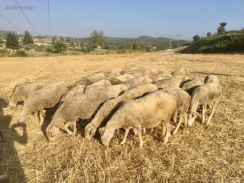 koyun damizlik genc merinos koyun sahibinden comda 935704581 koyun damizlik genc merinos koyun sahibinden comda 935704581
