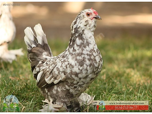 tavuk ispenc civciv yumurta istanbul sus tavuklari sahibinden comda 948705102