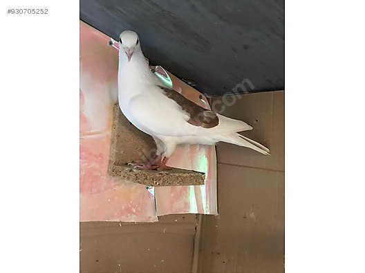 guvercin yakalama postalar sahibinden comda 930705252