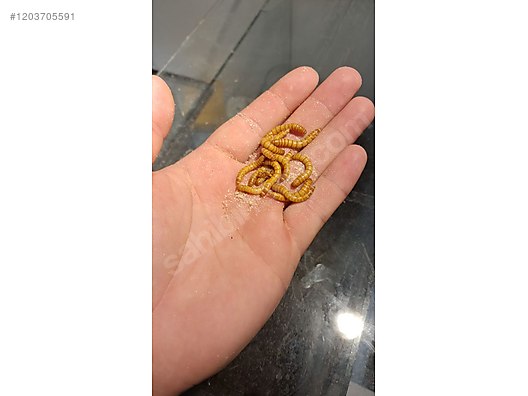 Hayvanlar Alemi / Böcekler / Diğer Türler