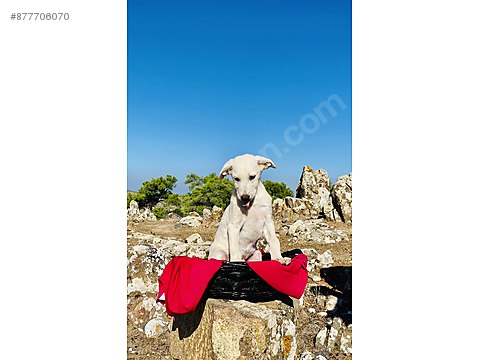Kopek Golden Retriever Candostu Aciklamayi Okuyun Lutfen Sahibinden Comda 877706070