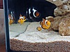 Ocellaris clownfish / yerli palyaço/ 2 adet fiyatı Ocellaris clownfish / yerli palyaço/ 2 adet fiyatı