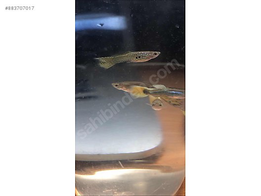 Canli Doguranlar Lepistes Yellow Cobra Endler Sahibinden Comda 883707017