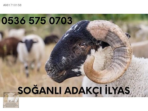 koyun bursa adak kurban adaklik kurbanlik koyun ucretsiz kesim sahibinden comda 961710156 koyun bursa adak kurban adaklik kurbanlik koyun ucretsiz kesim sahibinden comda 961710156