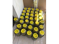 Salamura asma yaprağı