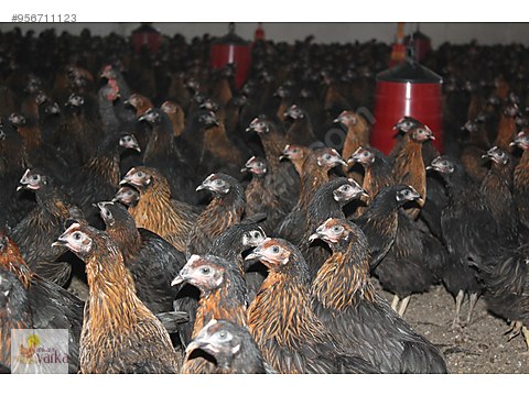 Tavuk Ataks Yumurta Tavugu Ankara Yarka Minimum Satis Adeti 100 Sahibinden Comda 956711123