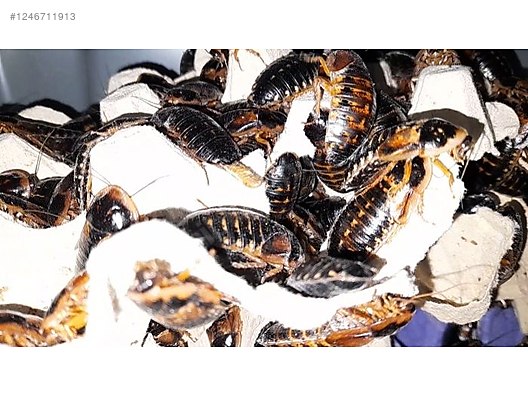 Hayvanlar Alemi / Böcekler / Diğer Türler