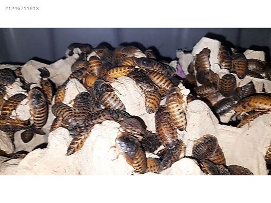 Hayvanlar Alemi / Böcekler / Diğer Türler