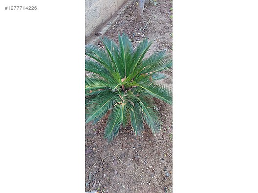 Sikal Ras Sikas - Tüm Ağaç Çeşitleri sahibinden.com'da - 1277714226