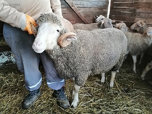 Koc Damizlik Merinos Koc Sahibinden Comda 893714848