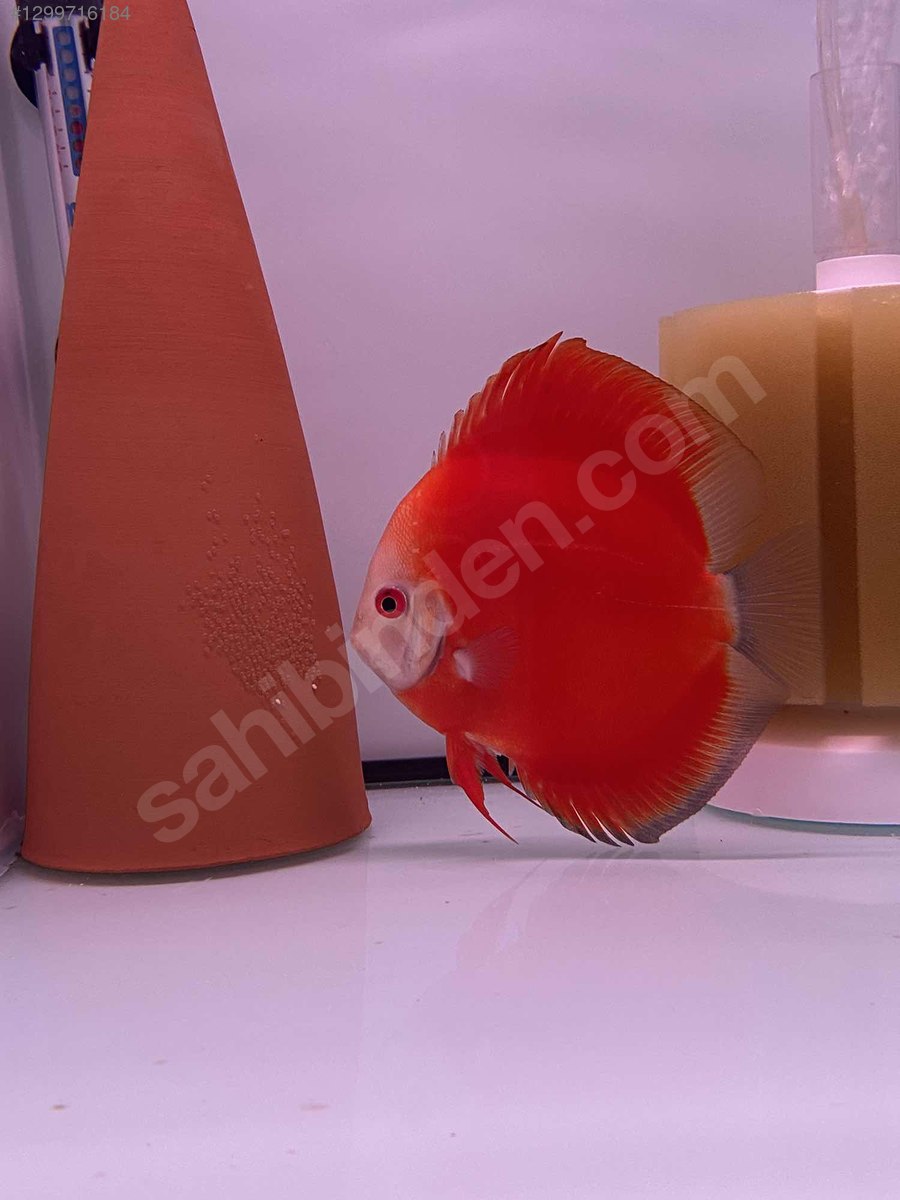 Cichlidler / Discus / FUJİ RED DİSCUS 13 CM sahibinden.comda - 1299716184
