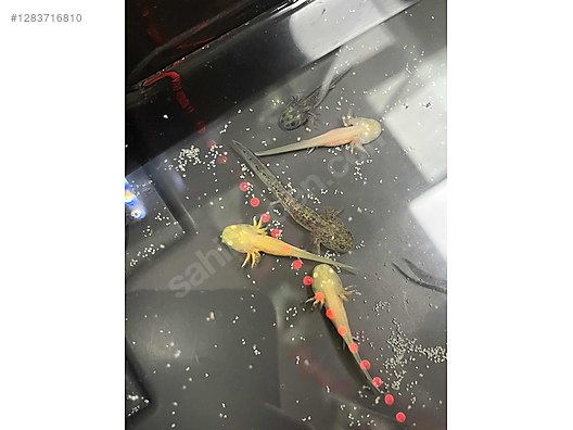 Hayvanlar Alemi / Sürüngenler / Semender