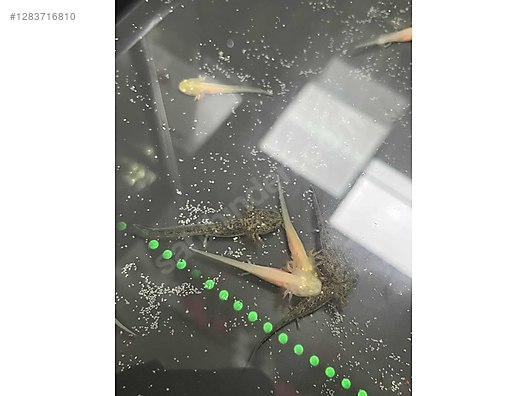 Hayvanlar Alemi / Sürüngenler / Semender