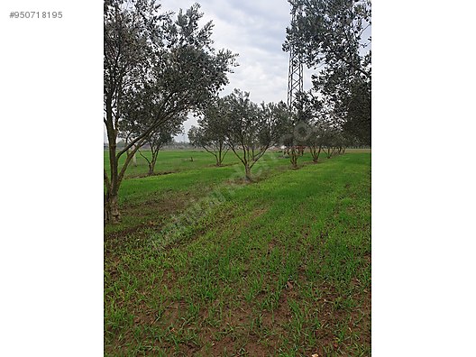 izmir torbali arslanlar koyu satilik tarla satilik arsa ilanlari sahibinden com da 950718195 izmir torbali arslanlar koyu satilik tarla satilik arsa ilanlari sahibinden com da 950718195
