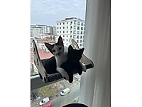 Aşırı Sevgi İçeren Kardeşler #1283719809