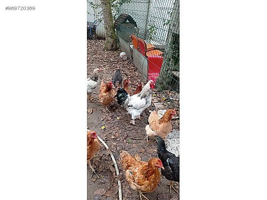 Tavuk Acil Satilik Tavuk Horoz Ferik Sahibinden Comda 969720369 Tavuk Acil Satilik Tavuk Horoz Ferik Sahibinden Comda 969720369