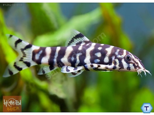 Sazansıgiller / Botya / Botia (Pakistan) [Yoyo Loach] 5-6CM sahibinden ...