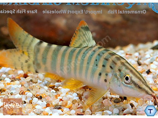 Sazansıgiller / Botya / Botia (Banded Tiger) [Syncrossus Helodes] 7-8CM ...