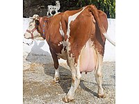 KREDİ KARTI GEÇERLİDİR SATILIK SİMENTAL DAMIZLIK. GEBE İNEKLER. #1281723283