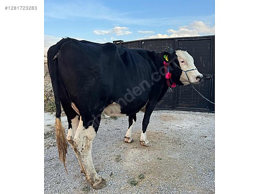 KREDİ KARTI GEÇERLİDİR SATILIK SİMENTAL DAMIZLIK. GEBE İNEKLER. - Türkiye'nin ücretsiz ilan sitesi sahibinden.com'da