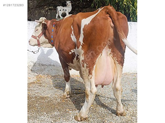 Hayvanlar Alemi / Büyükbaş Hayvanlar / İnek