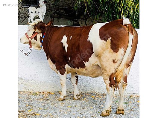 Hayvanlar Alemi / Büyükbaş Hayvanlar / İnek