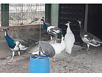 Satilik Tavus Kusu Cinsleri Ve Fiyatlari Sahibinden Com Da