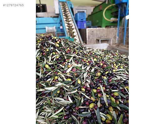 İkinci El ve Sıfır Alışveriş / Yiyecek & İçecek / Şarküteri / Zeytinyağı