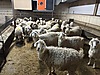 Pets & Livestock / Small Livestock / Rams